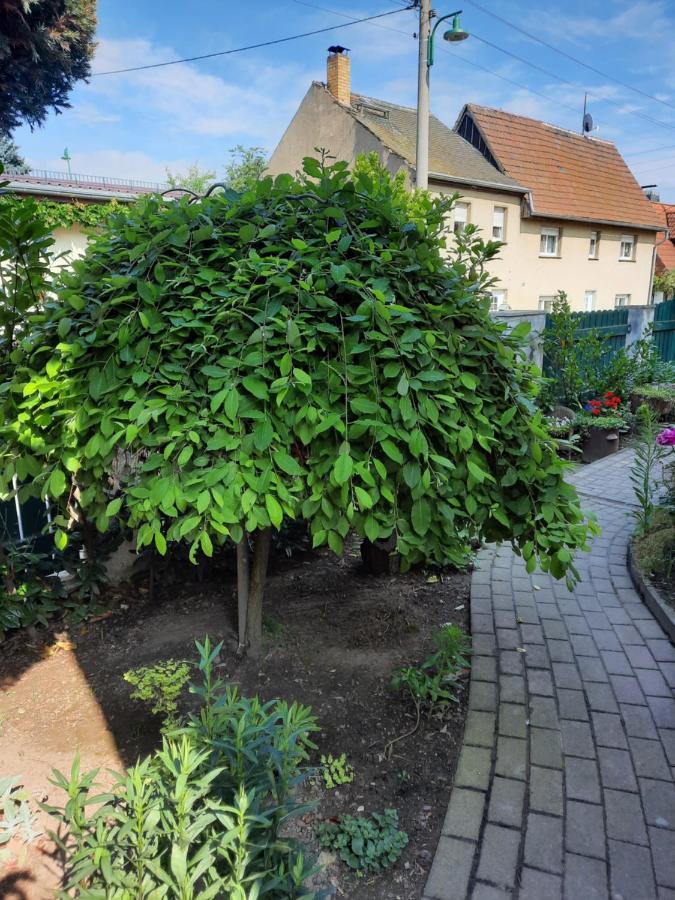Gaestewohnung Am Thuemmlitzwald Grimma